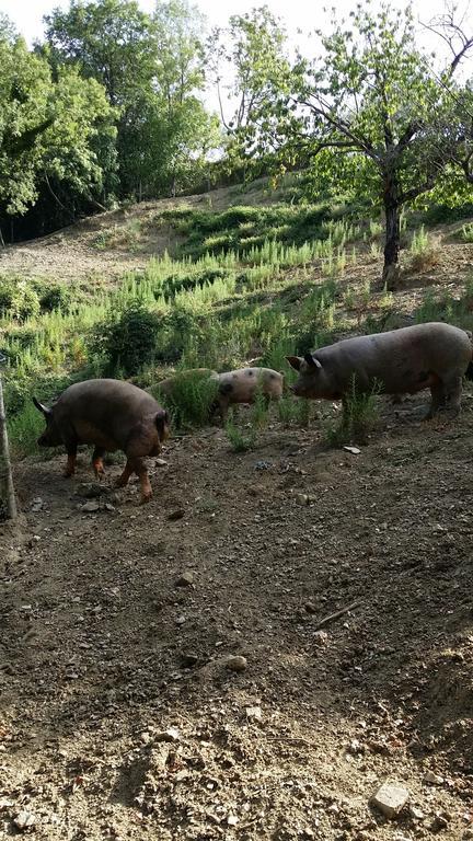 Agriturismo L'Antico Casolare Castelcivita Εξωτερικό φωτογραφία